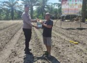 Polsek Tambusai Utara Dukung Ketahanan Pangan, Serahkan Pupuk Cair untuk Petani Jagung di Desa Rantau Sakti