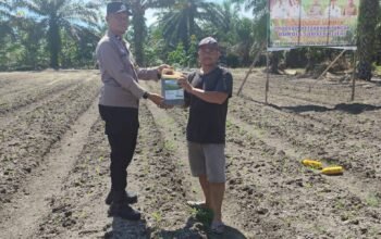 Polsek Tambusai Utara Dukung Ketahanan Pangan, Serahkan Pupuk Cair untuk Petani Jagung di Desa Rantau Sakti