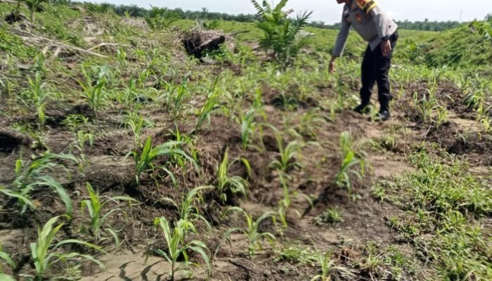 Polsek Kabun Pantau Pertumbuhan Jagung Tumpang Sari, Perkuat Dukungan terhadap Swasembada Pangan Nasional