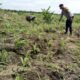 Polsek Kabun Pantau Pertumbuhan Jagung Tumpang Sari, Perkuat Dukungan terhadap Swasembada Pangan Nasional