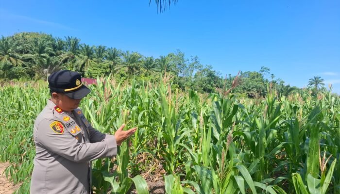 Polsek Rambah Hilir Pantau Pertumbuhan Jagung Hibrida di Desa Sejati, Perkuat Dukungan Swasembada Pangan Nasional