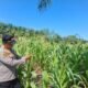 Polsek Rambah Hilir Pantau Pertumbuhan Jagung Hibrida di Desa Sejati, Perkuat Dukungan Swasembada Pangan Nasional