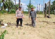 Polsek Kunto Darussalam Pantau Pertumbuhan Jagung Pipil di Desa Kota Intan, Perkuat Dukungan terhadap Swasembada Pangan Nasional