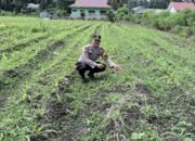 Polsek Kepenuhan Pantau Pertumbuhan Jagung Hibrida, Perkuat Akselerasi Swasembada Pangan Nasional di Desa Kepenuhan Baru