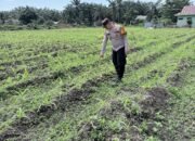 Polsek Kepenuhan Pantau Pertumbuhan Jagung Hibrida, Perkuat Akselerasi Swasembada Pangan Nasional di Desa Kepenuhan Baru,