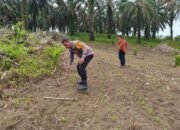 Polsek Rokan IV Koto Intensifkan Pemantauan dan Perawatan Jagung di Desa Air Panas, Perkuat Swasembada Pangan Nasional