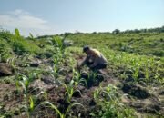 Polsek Kabun Cek Pertumbuhan Jagung Tumpang Sari di Areal Sembiring, Perkuat Dukungan terhadap Program Ketahanan Pangan Nasional