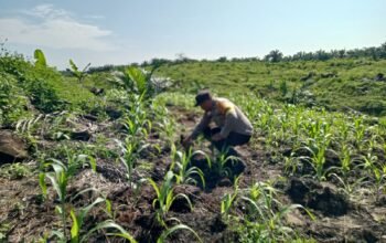Polsek Kabun Cek Pertumbuhan Jagung Tumpang Sari di Areal Sembiring, Perkuat Dukungan terhadap Program Ketahanan Pangan Nasional