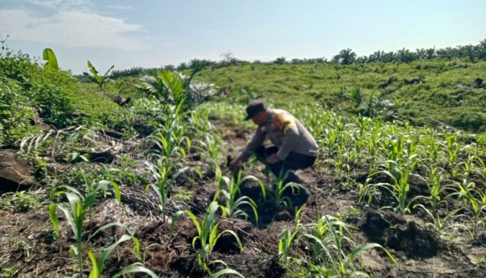 Polsek Kabun Cek Pertumbuhan Jagung Tumpang Sari di Areal Sembiring, Perkuat Dukungan terhadap Program Ketahanan Pangan Nasional