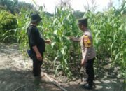 Polsek Tambusai Utara Dukung Ketahanan Pangan Nasional, Cek dan Pantau Jagung Hibrida di Desa Pagar Mayang