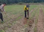 Dukung Ketahanan Pangan Nasional, Polsek Tambusai Utara Pantau Pertumbuhan Jagung Pipil Monokultur di Desa Suka Damai