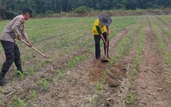 Dukung Ketahanan Pangan Nasional, Polsek Tambusai Utara Pantau Pertumbuhan Jagung Pipil Monokultur di Desa Suka Damai