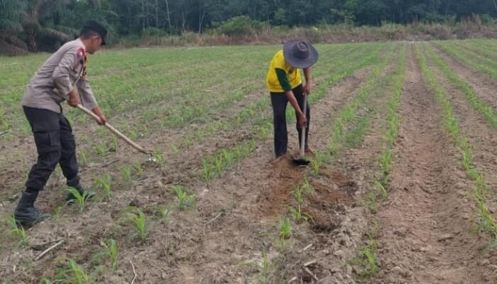 Dukung Ketahanan Pangan Nasional, Polsek Tambusai Utara Pantau Pertumbuhan Jagung Pipil Monokultur di Desa Suka Damai