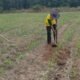 Dukung Ketahanan Pangan Nasional, Polsek Tambusai Utara Pantau Pertumbuhan Jagung Pipil Monokultur di Desa Suka Damai