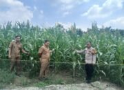 Polsek Rokan IV Koto Pantau Tanaman Jagung di Desa Lubuk Bendahara Timur, Dukung Swasembada Pangan Nasional