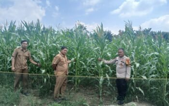 Polsek Rokan IV Koto Pantau Tanaman Jagung di Desa Lubuk Bendahara Timur, Dukung Swasembada Pangan Nasional