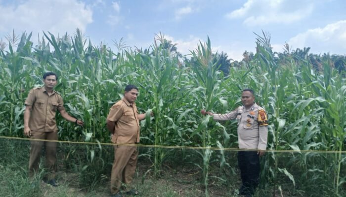 Polsek Rokan IV Koto Pantau Tanaman Jagung di Desa Lubuk Bendahara Timur, Dukung Swasembada Pangan Nasional
