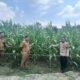 Polsek Rokan IV Koto Pantau Tanaman Jagung di Desa Lubuk Bendahara Timur, Dukung Swasembada Pangan Nasional