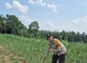 Polsek Tambusai Cek Perkembangan Tanaman Jagung di Desa Batas, Perkuat Dukungan Swasembada Pangan Nasional