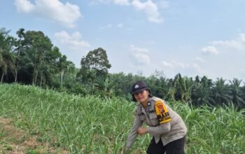 Polsek Tambusai Cek Perkembangan Tanaman Jagung di Desa Batas, Perkuat Dukungan Swasembada Pangan Nasional