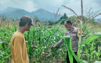 Polsek Rokan IV Koto Pantau Jagung di Cipang Kiri Hulu, Dukung Swasembada Pangan Nasional