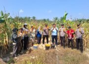 Panen Jagung di Desa Ngaso, Polres Rohul melalui Polsek Ujung Batu Perkuat Ketahanan Pangan dan Dukung Swasembada Nasional
