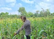 Polsek Rambah Hilir Perkuat Modernisasi Pertanian Desa Sejati, Tingkatkan Produksi Jagung untuk Wujudkan Swasembada Pangan Nasional