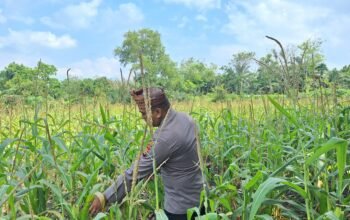 Polsek Rambah Hilir Perkuat Modernisasi Pertanian Desa Sejati, Tingkatkan Produksi Jagung untuk Wujudkan Swasembada Pangan Nasional