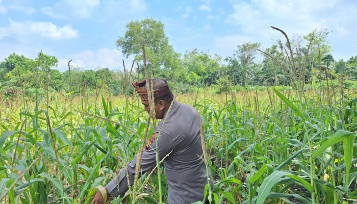 Polsek Rambah Hilir Perkuat Modernisasi Pertanian Desa Sejati, Tingkatkan Produksi Jagung untuk Wujudkan Swasembada Pangan Nasional