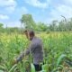 Polsek Rambah Hilir Perkuat Modernisasi Pertanian Desa Sejati, Tingkatkan Produksi Jagung untuk Wujudkan Swasembada Pangan Nasional