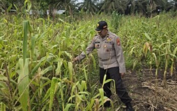 Polsek Bonai Darussalam Intensifkan Pendampingan Petani Jagung di Desa Kasang Mungkal, Perkuat Swasembada Pangan Nasional