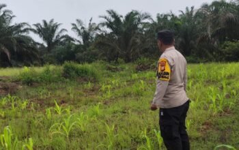 Polsek Rokan IV Koto Kawal Pertumbuhan Jagung di Lubuk Bendahara, Perkuat Swasembada Pangan Nasional