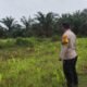 Polsek Rokan IV Koto Kawal Pertumbuhan Jagung di Lubuk Bendahara, Perkuat Swasembada Pangan Nasional