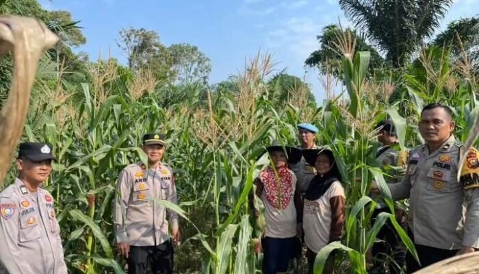 Polsek Rambah Dampingi Budidaya Jagung Hibrida Desa Menaming Dukung Ketahanan Pangan Nasional