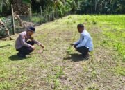 Polsek Rokan IV Koto Pantau Pertumbuhan Jagung di Desa Tibawan, Perkuat Ketahanan Pangan Nasional