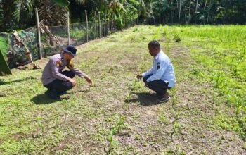 Polsek Rokan IV Koto Pantau Pertumbuhan Jagung di Desa Tibawan, Perkuat Ketahanan Pangan Nasional