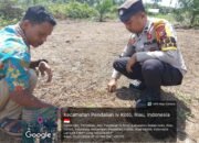 Polsek Rokan IV Koto Pantau Fase Awal Pertumbuhan Jagung di Desa Sei Kandis, Perkuat Swasembada Pangan Nasional