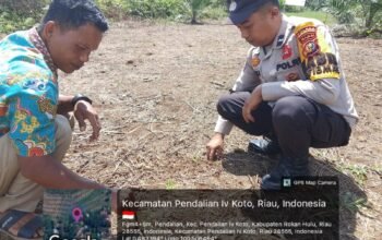 Polsek Rokan IV Koto Pantau Fase Awal Pertumbuhan Jagung di Desa Sei Kandis, Perkuat Swasembada Pangan Nasional