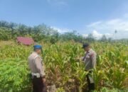 Polsek Rambah Hilir Dampingi Petani Jagung Desa Sejati Hadapi Tantangan Cuaca, Perkuat Ketahanan Pangan Nasional