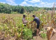 Polsek Tambusai Dampingi Petani Talikumain Optimalkan Lahan Produktif untuk Dukung Ketahanan Pangan Nasional