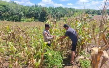Polsek Tambusai Dampingi Petani Talikumain Optimalkan Lahan Produktif untuk Dukung Ketahanan Pangan Nasional