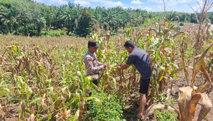 Polsek Tambusai Dampingi Petani Talikumain Optimalkan Lahan Produktif untuk Dukung Ketahanan Pangan Nasional