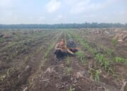 Polsek Kepenuhan Pantau Pertumbuhan Jagung Hibrida di Kepenuhan Barat Mulia, Perkuat Ketahanan Pangan Nasional