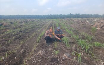 Polsek Kepenuhan Pantau Pertumbuhan Jagung Hibrida di Kepenuhan Barat Mulia, Perkuat Ketahanan Pangan Nasional