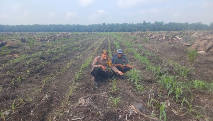 Polsek Kepenuhan Pantau Pertumbuhan Jagung Hibrida di Kepenuhan Barat Mulia, Perkuat Ketahanan Pangan Nasional