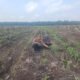 Polsek Kepenuhan Pantau Pertumbuhan Jagung Hibrida di Kepenuhan Barat Mulia, Perkuat Ketahanan Pangan Nasional