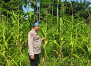 Polsek Rokan IV Koto Kawal Pertumbuhan Jagung Hibrida di Desa Rokan Koto Ruang, Perkuat Swasembada Pangan Nasional