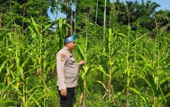 Polsek Rokan IV Koto Kawal Pertumbuhan Jagung Hibrida di Desa Rokan Koto Ruang, Perkuat Swasembada Pangan Nasional
