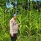 Polsek Rokan IV Koto Kawal Pertumbuhan Jagung Hibrida di Desa Rokan Koto Ruang, Perkuat Swasembada Pangan Nasional