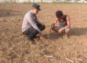 Polsek Rokan IV Koto Tekankan Perawatan Jagung di Desa Sikebau Jaya Demi Ketahanan Pangan Nasional